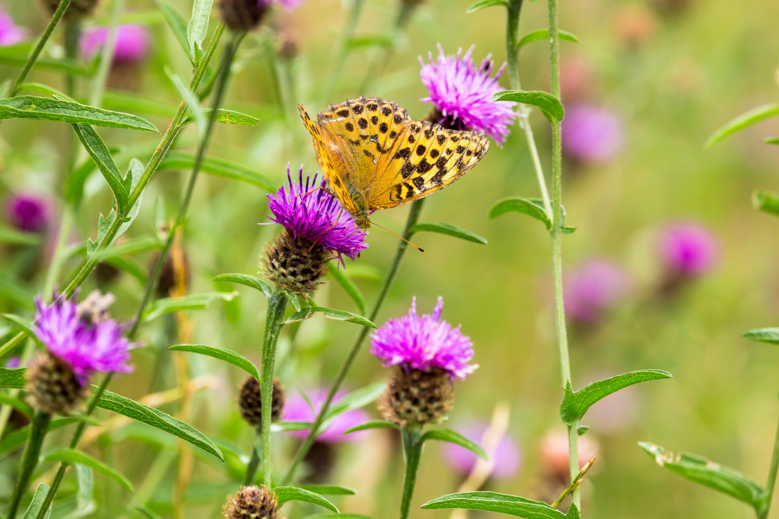 "Silver-washed Fritillary" by Gordon England - $12.65 "Silver-washed Fritillary" stock image