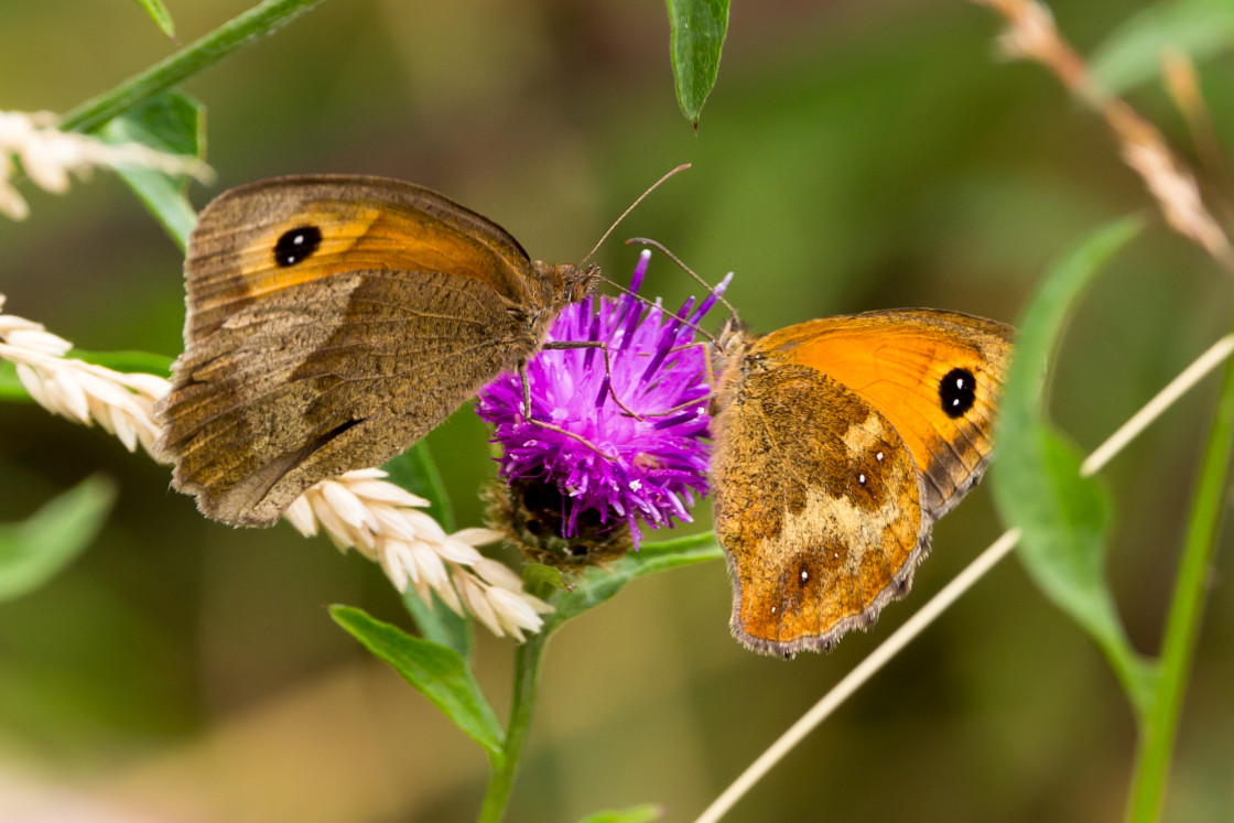 "Butterflies on Knapweed Flower" by Gordon England - $12.65 "Butterflies on Knapweed Flower" stock image