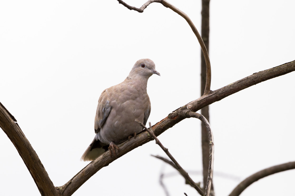 "Collared Dove" by Gordon England - $12.70 "Collared Dove" stock image