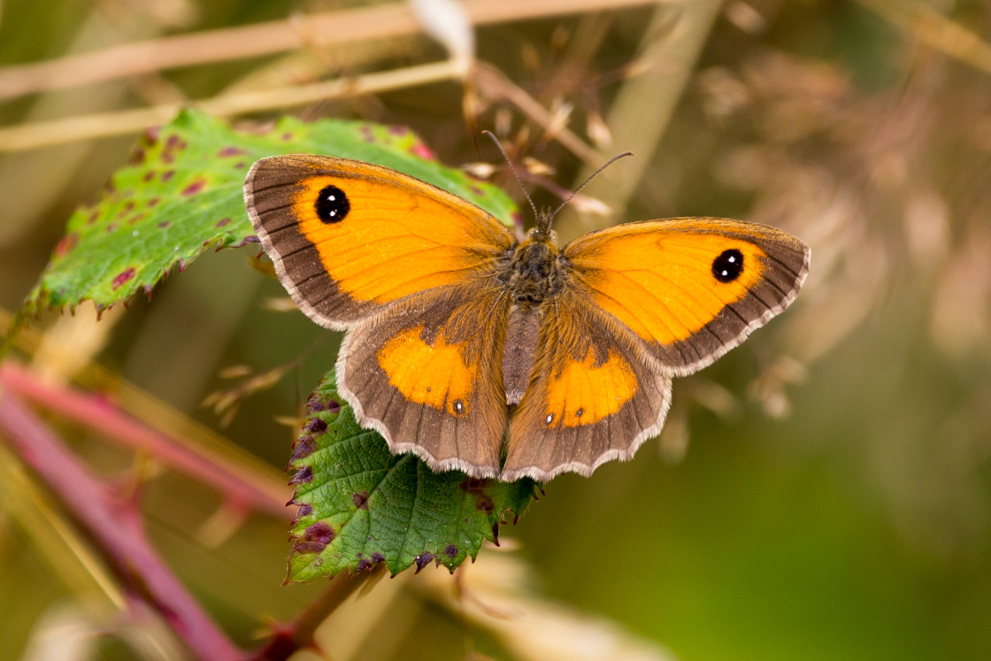"Gatekeeper Butterfly" by Gordon England - $12.70 "Gatekeeper Butterfly" stock image