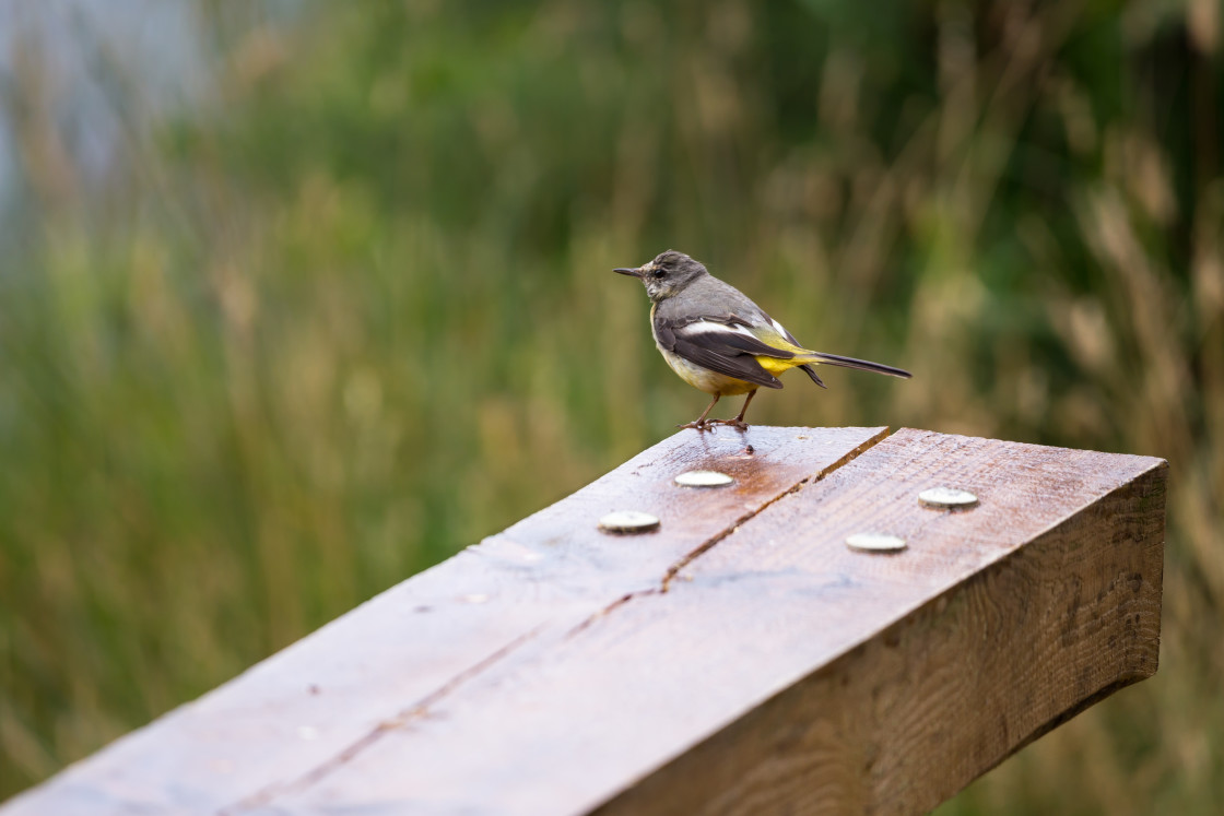 "Grey Wagtail Bird" by Gordon England - $12.65 "Grey Wagtail Bird" stock image