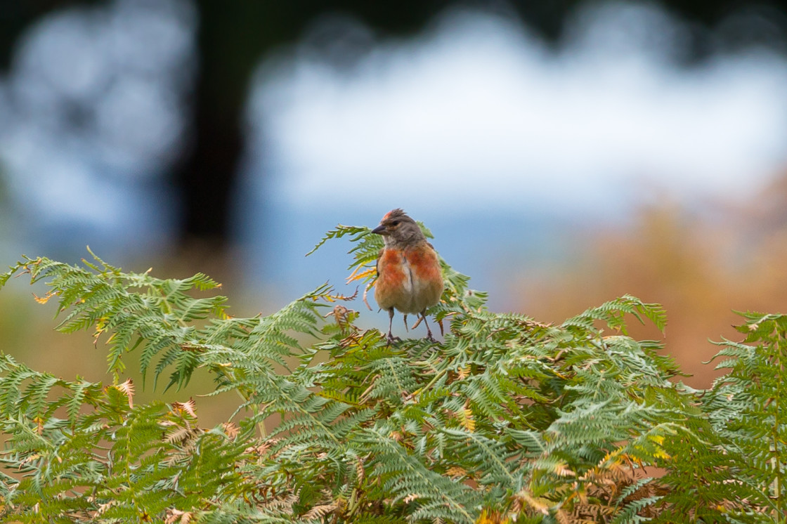 "Male Linnet" by Gordon England - $12.71 "Male Linnet" stock image