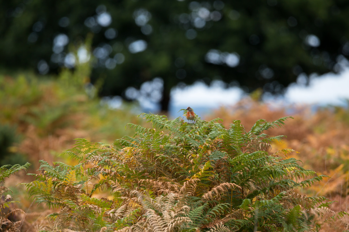 "Male Linnet" by Gordon England - $12.70 "Male Linnet" stock image