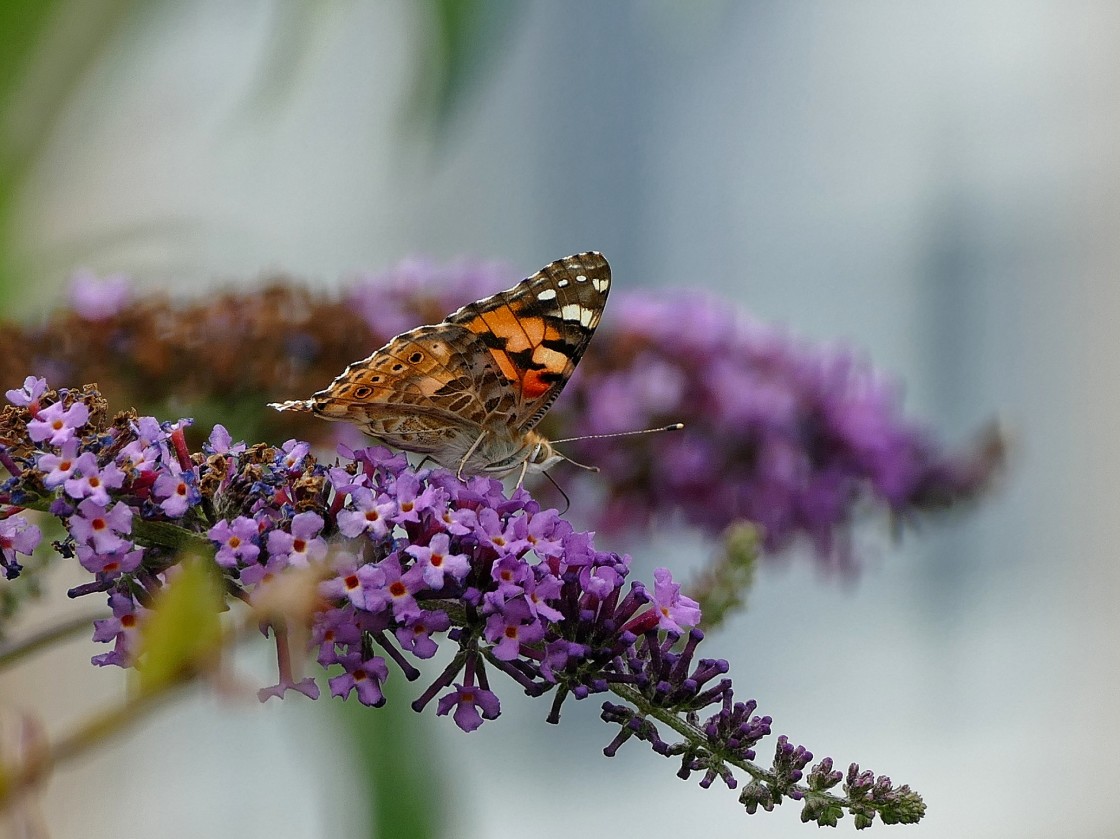 "The Painted Lady" stock image