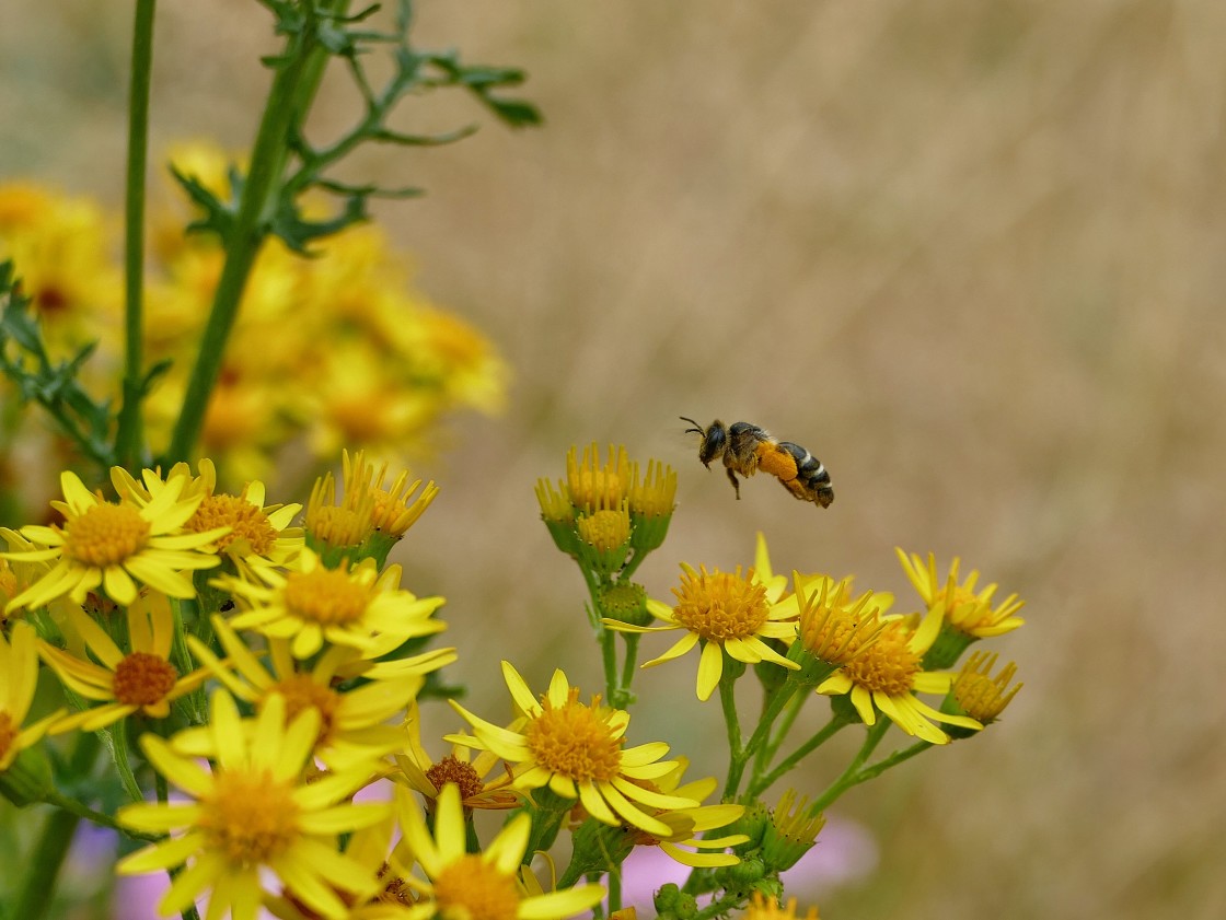 "On to the next flower" stock image