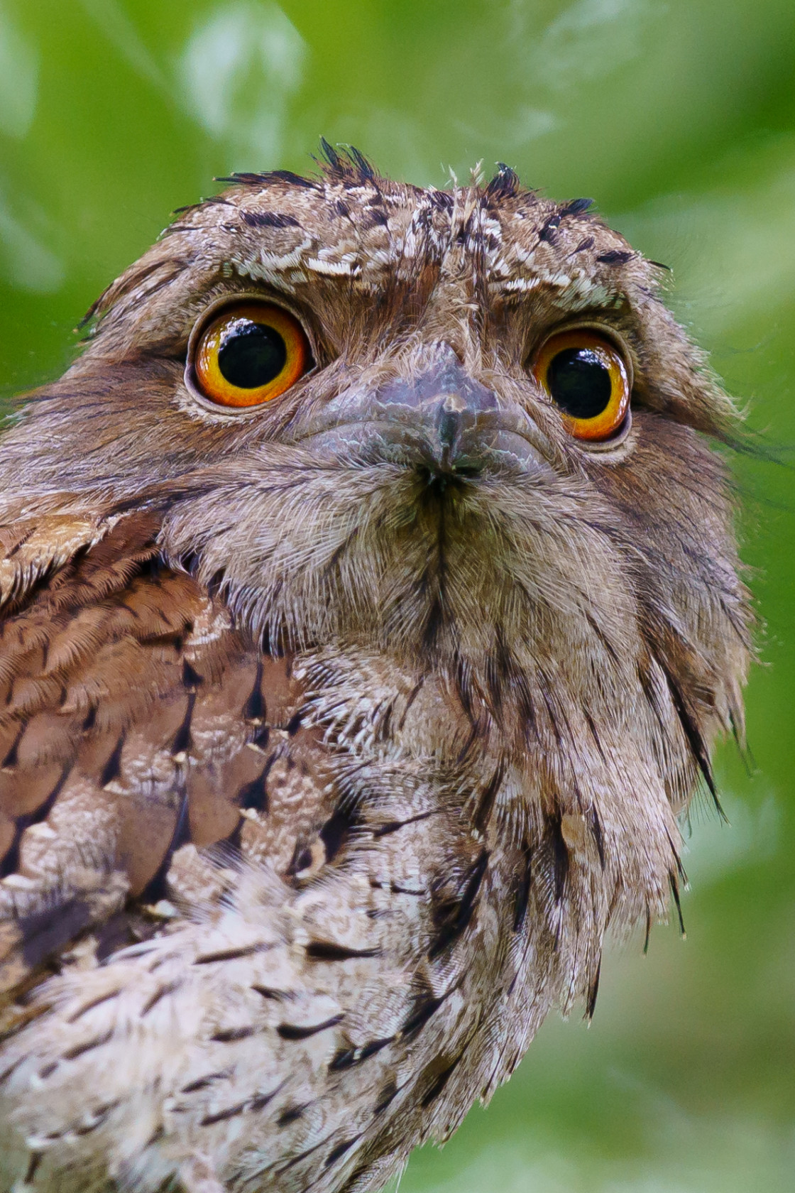 "Tawny Frogmouth" stock image