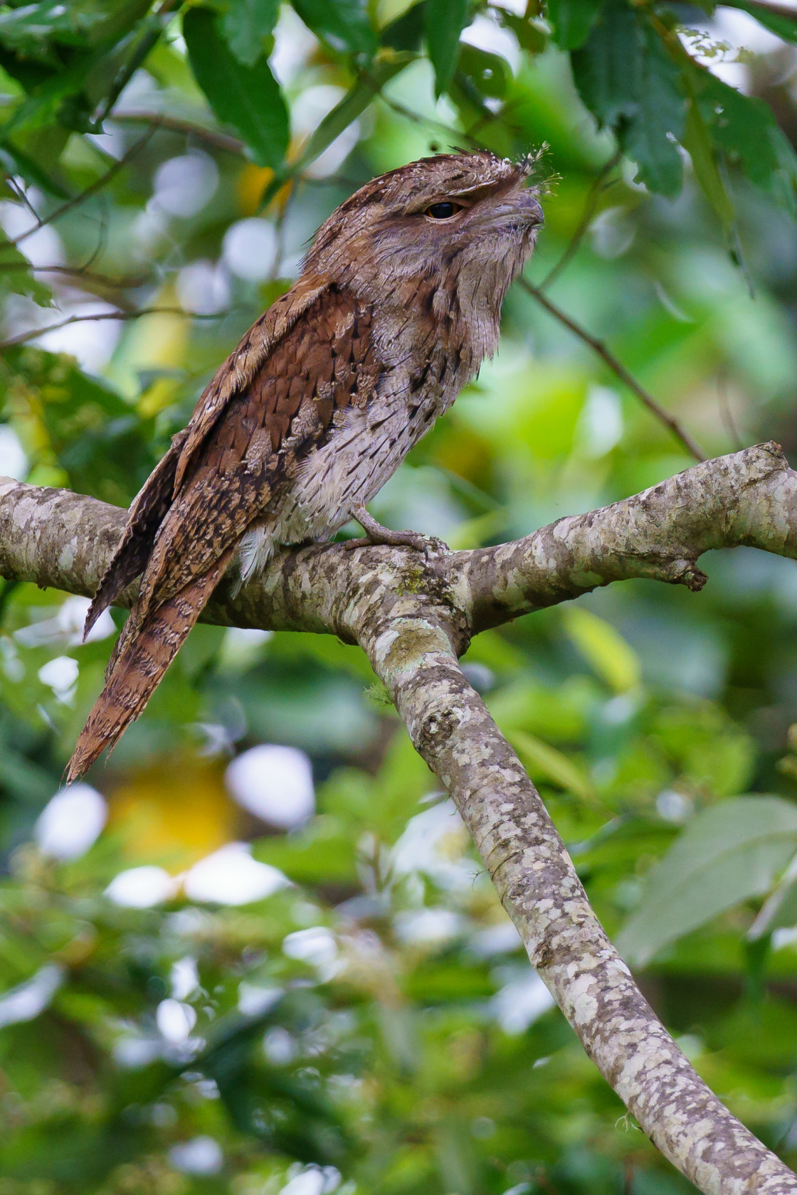 "Tawny Frogmouth" stock image