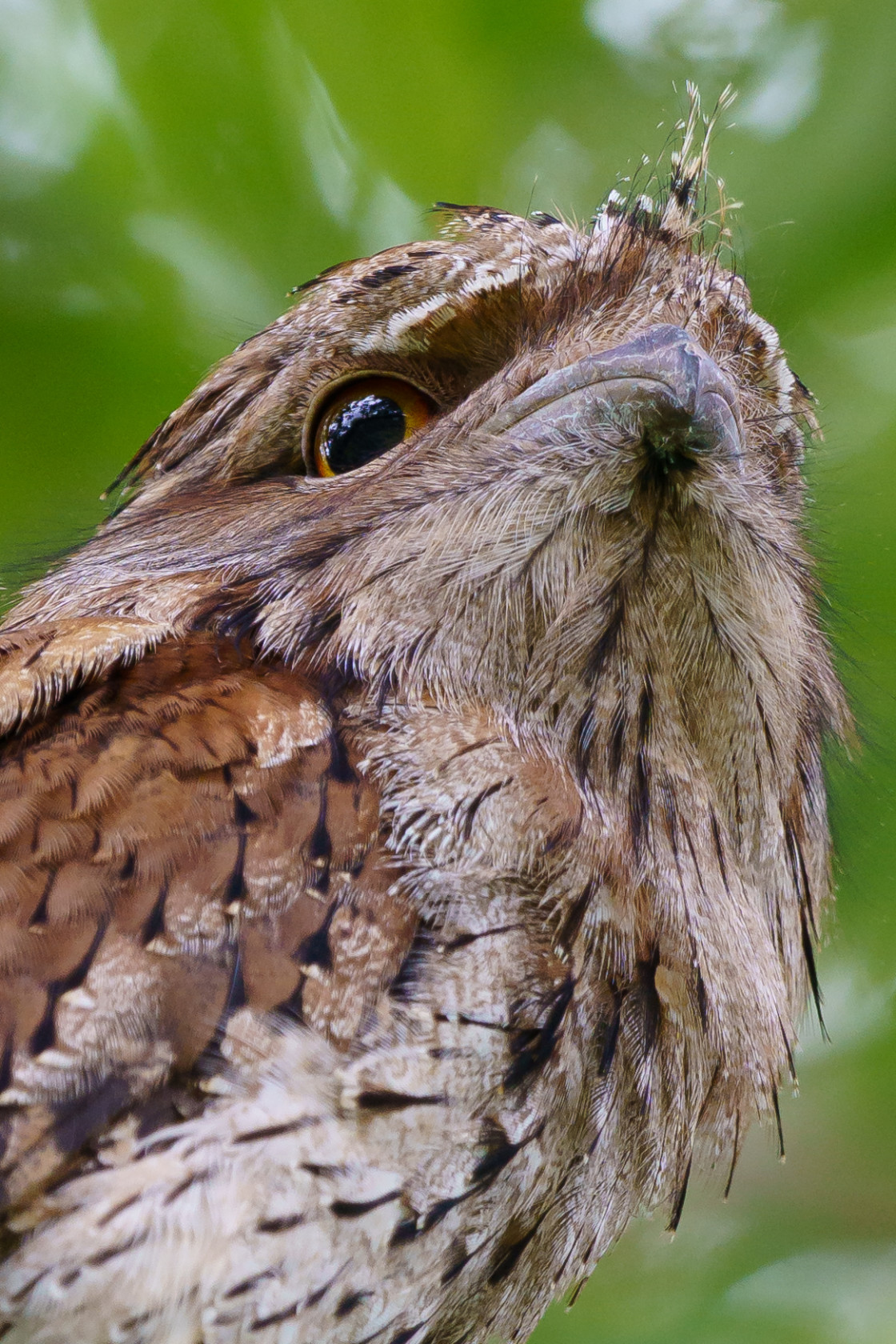 "Tawny Frogmouth" stock image