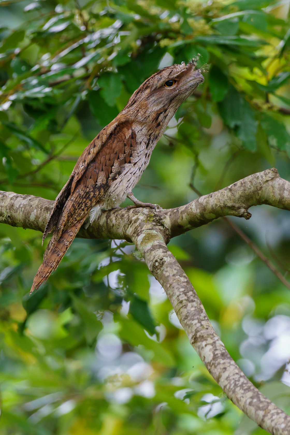 "Tawny Frogmouth" stock image