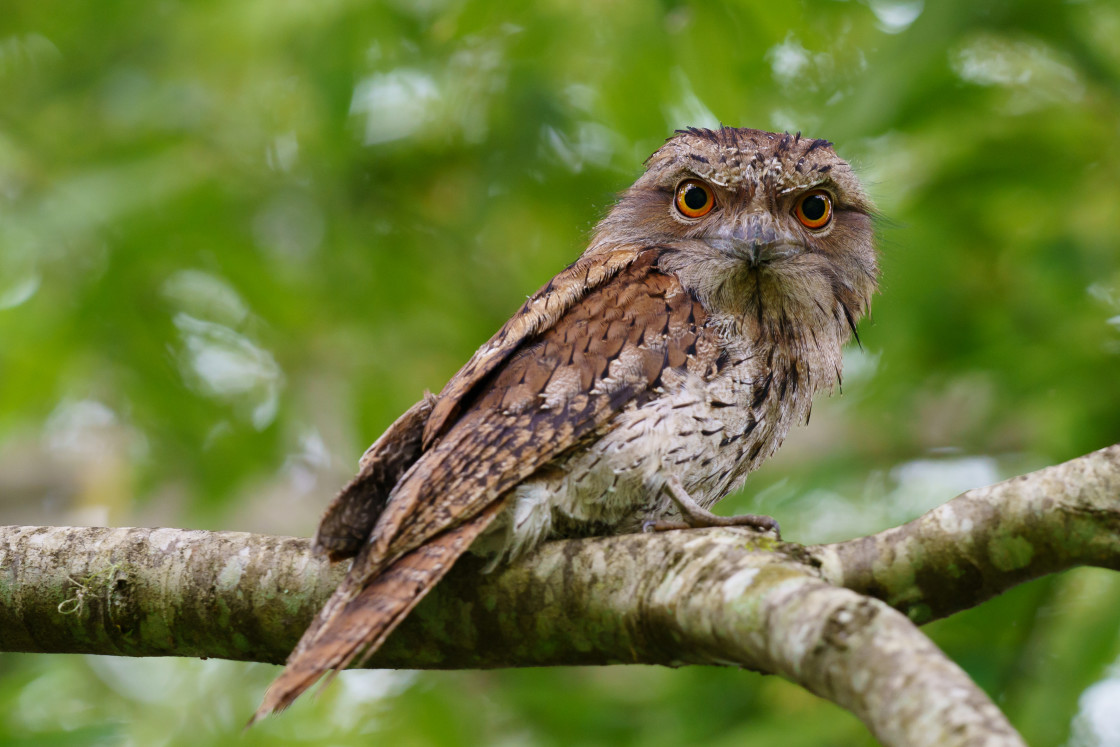 "Tawny Frogmouth" stock image