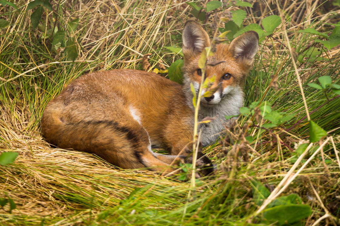 "Red Fox" by Gordon England - $12.63 "Red Fox" stock image