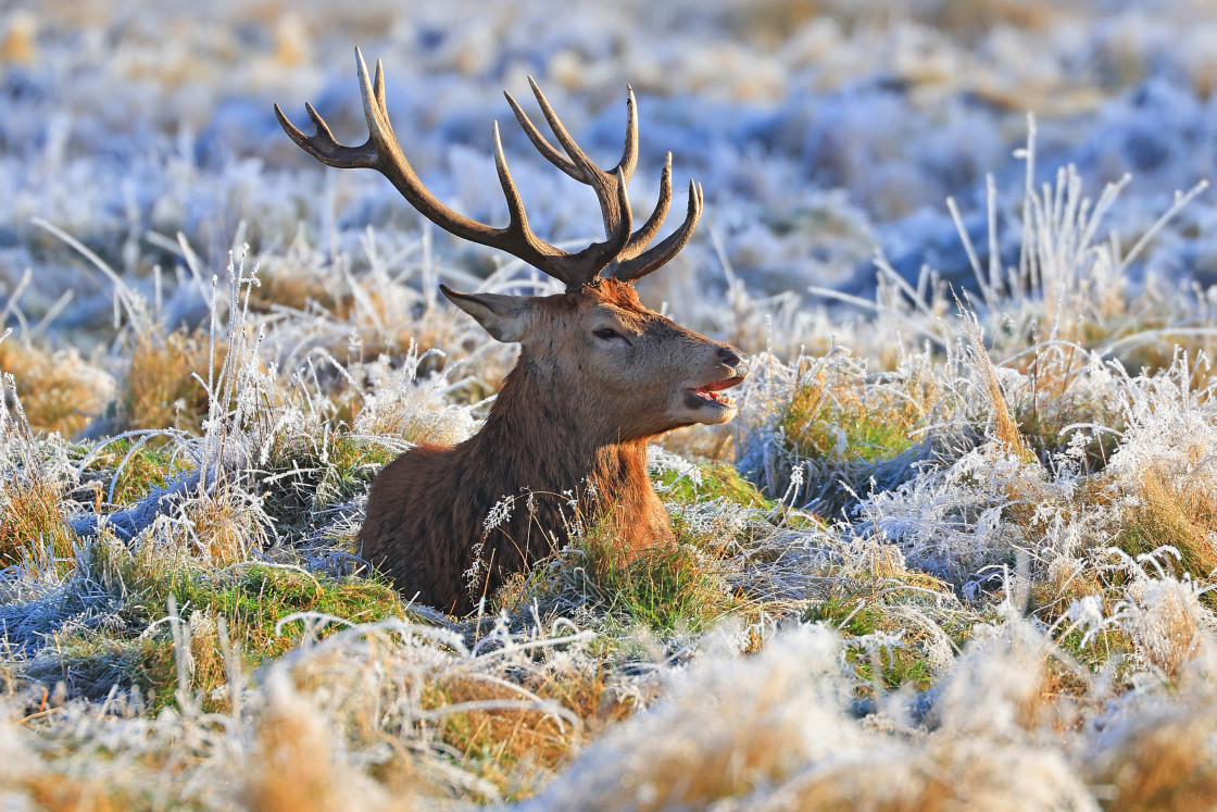 "Frosty Stag" stock image