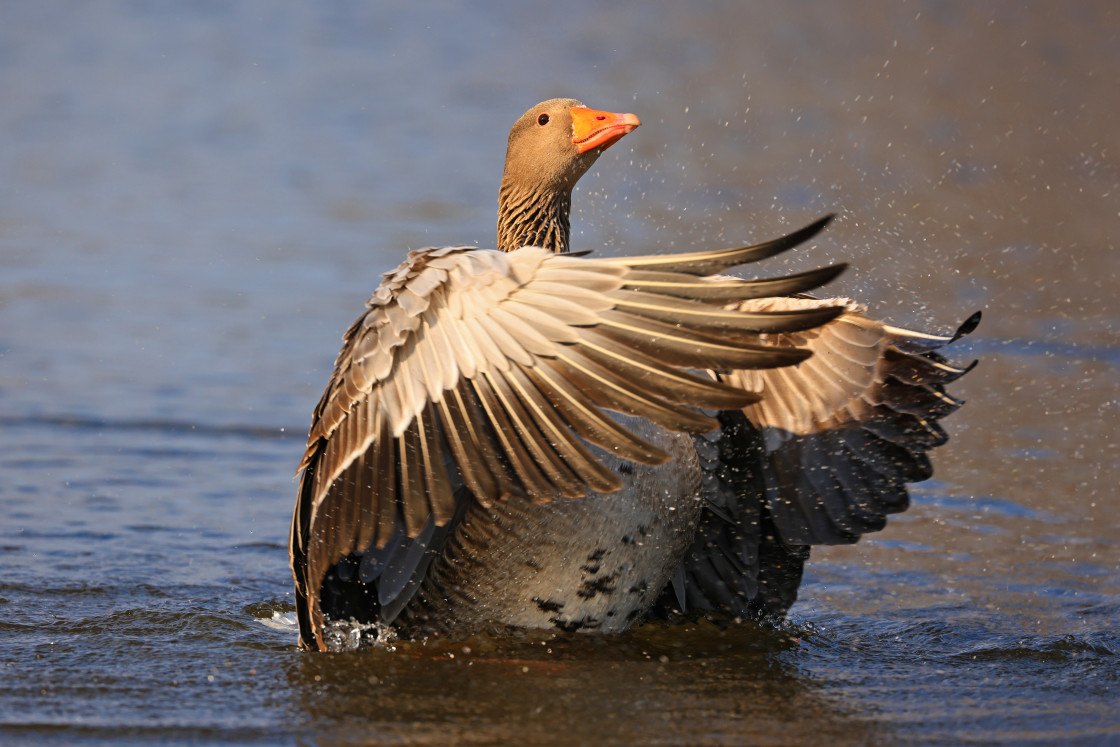 "Goosey Goings On" stock image