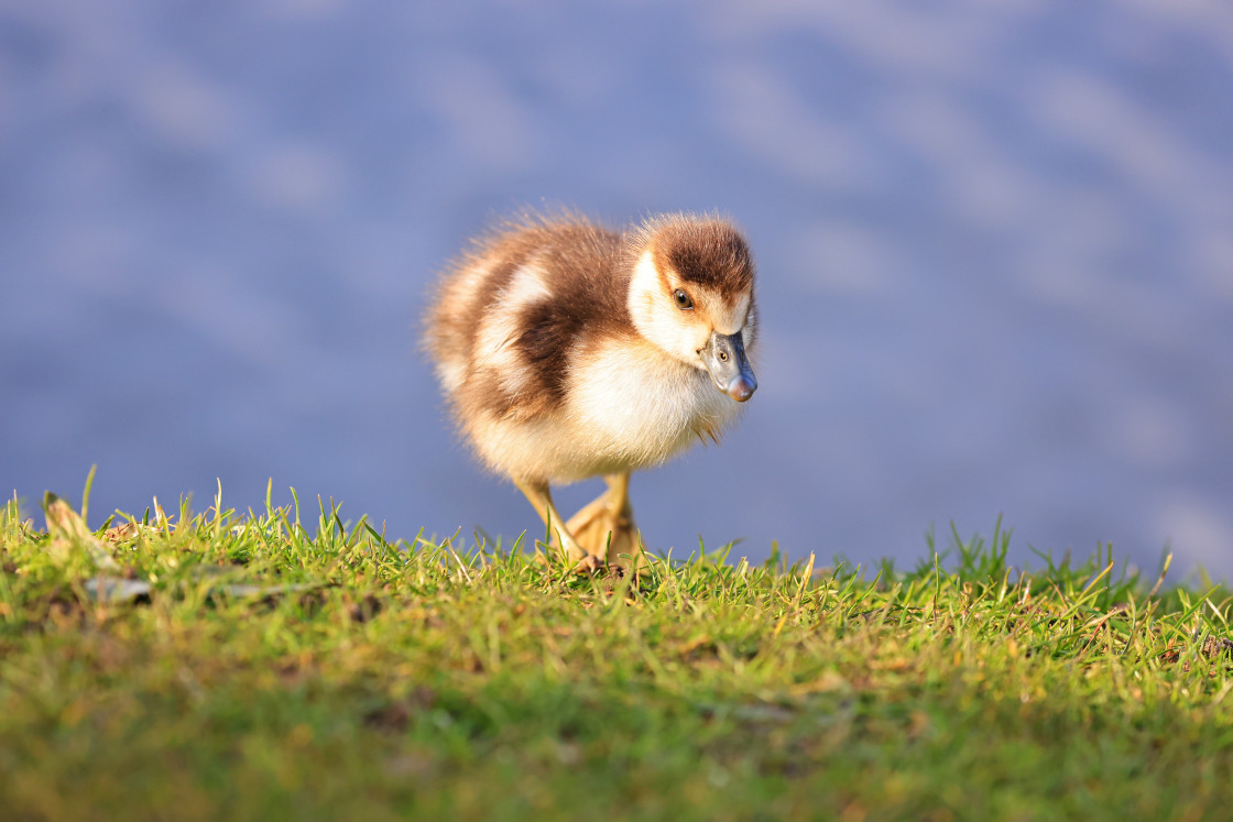 "Gosling on the march!" stock image