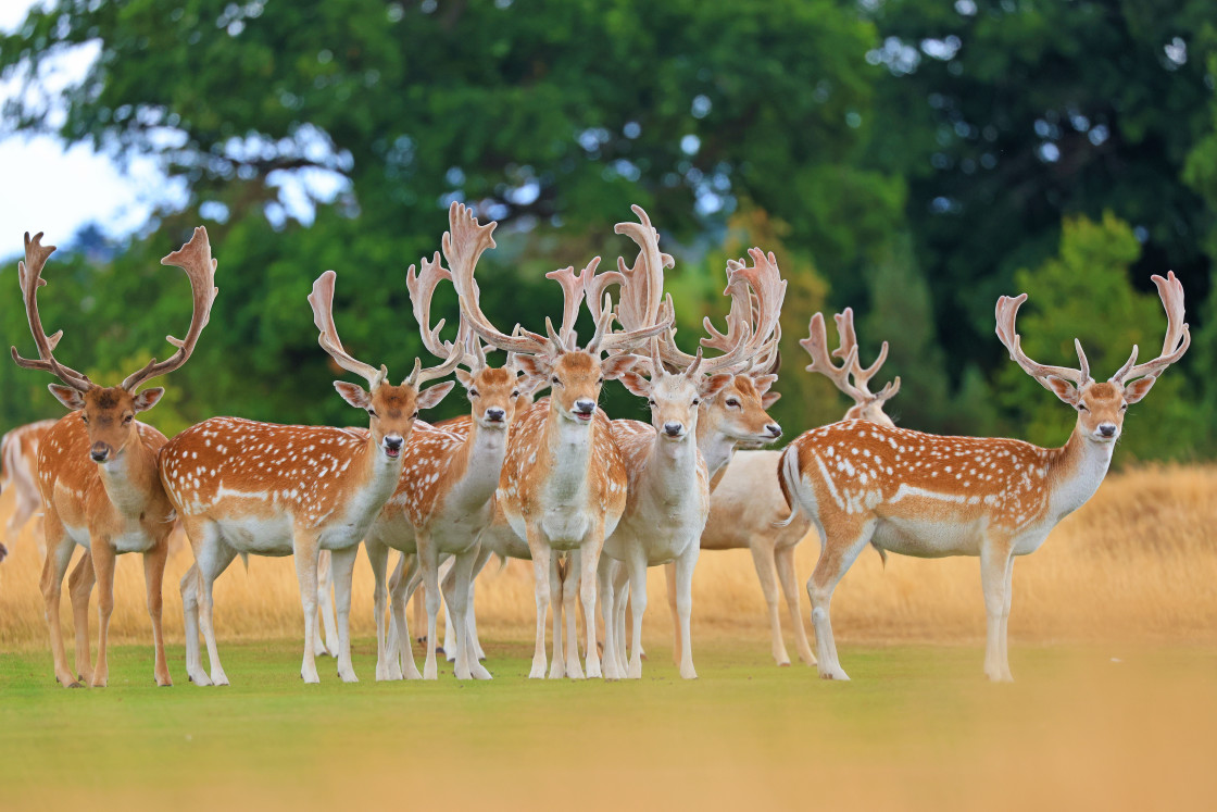 "Don't mess with us!" stock image