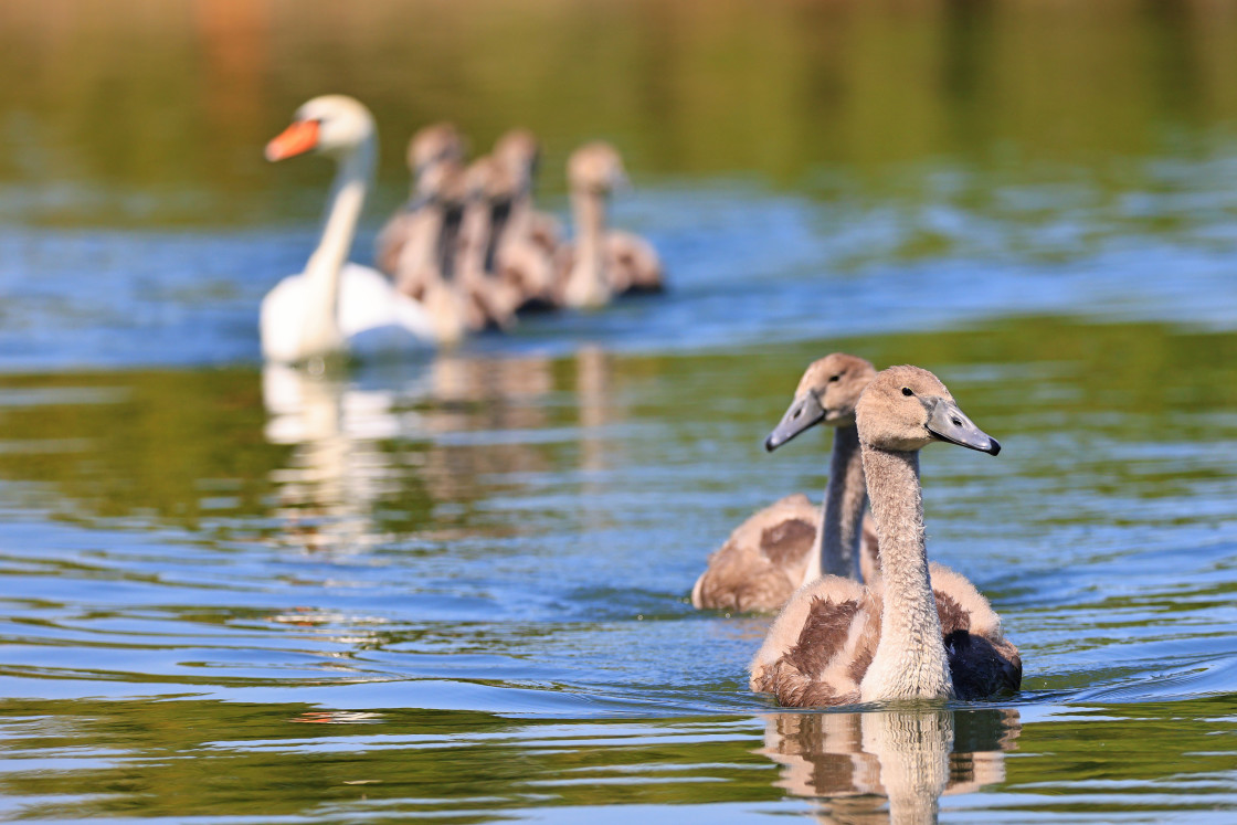 "Swan Love" stock image