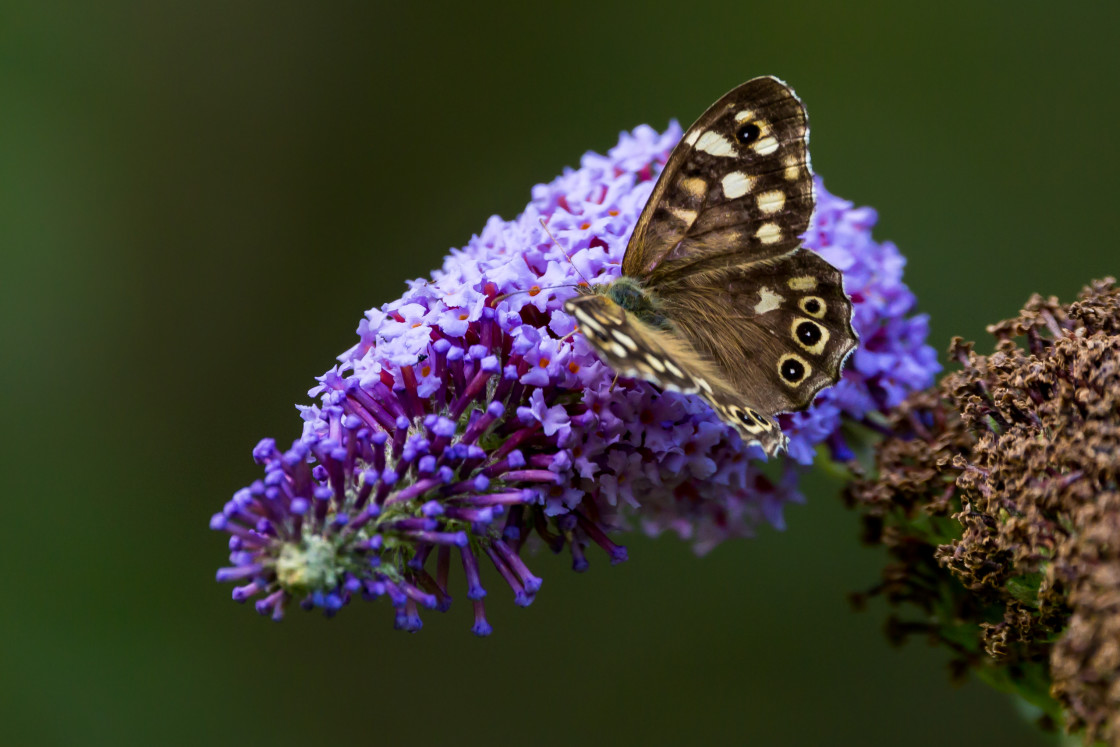 "Speckled Wood" by Gordon England - $12.65 "Speckled Wood" stock image