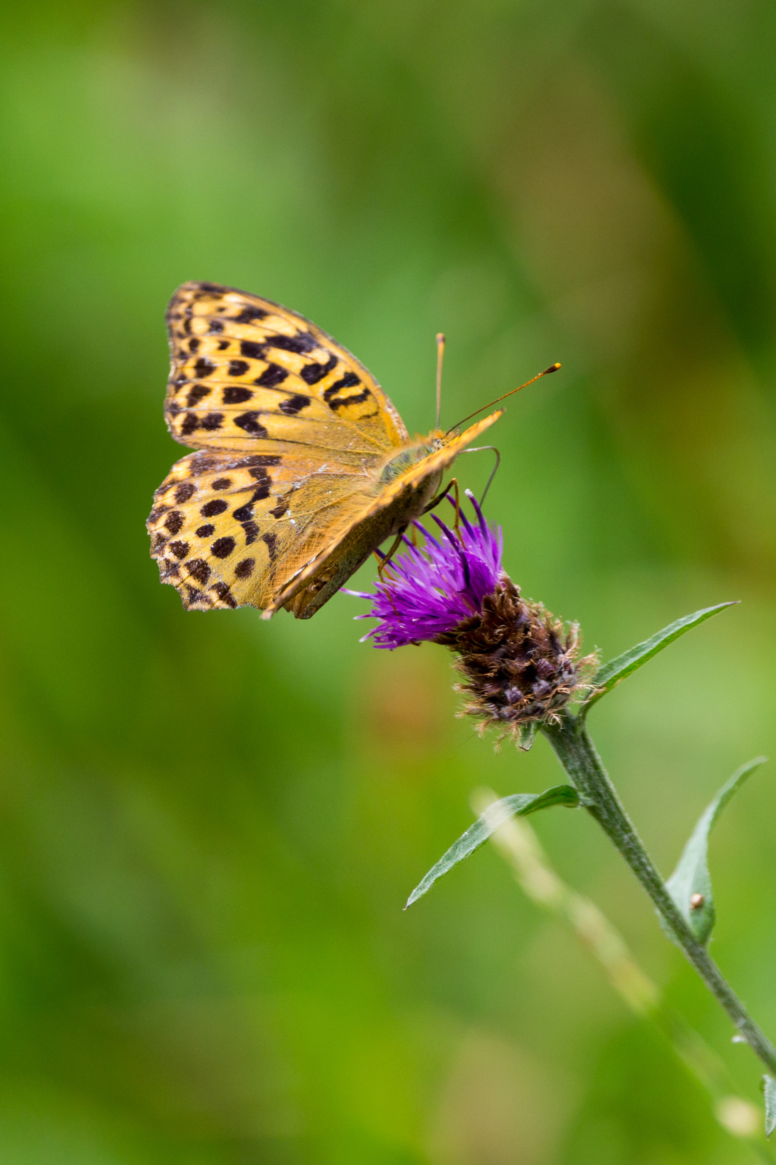 "Silver-washed Fritillary" by Gordon England - $12.70 "Silver-washed Fritillary" stock image