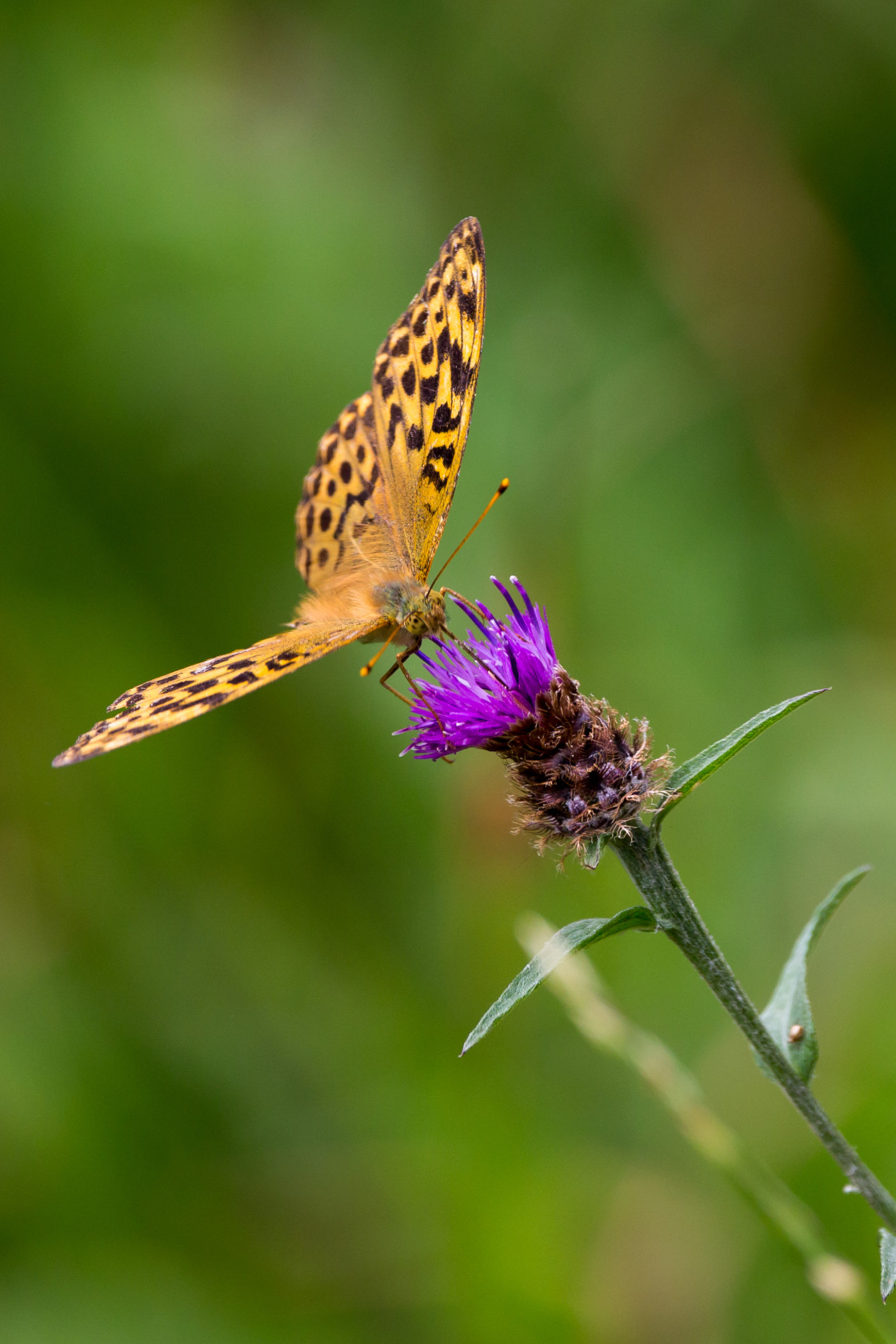 "Silver-washed Fritillary" by Gordon England - $12.71 "Silver-washed Fritillary" stock image