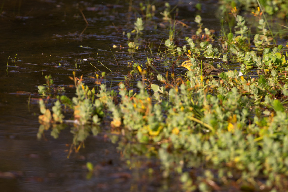 "Chiffchaff Bathing" by Gordon England - $12.70 "Chiffchaff Bathing" stock image