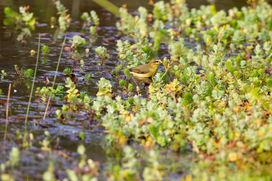 "Chiffchaff Bathing" stock image