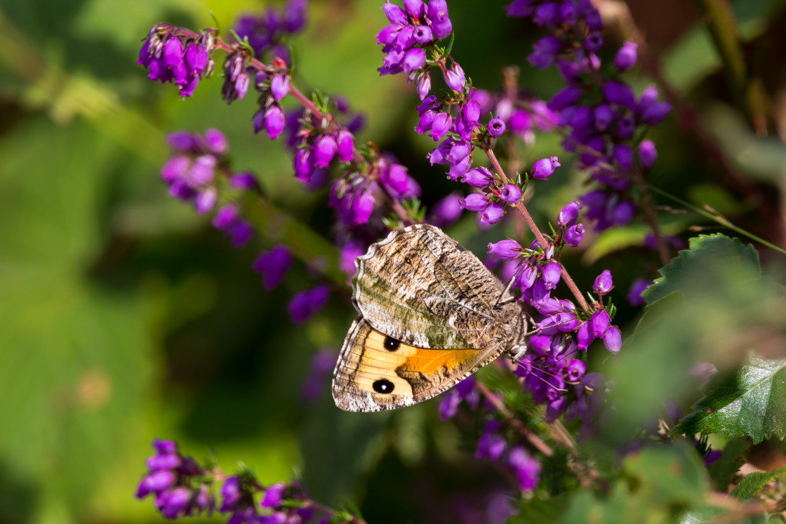 "Grayling Butterfly" stock image