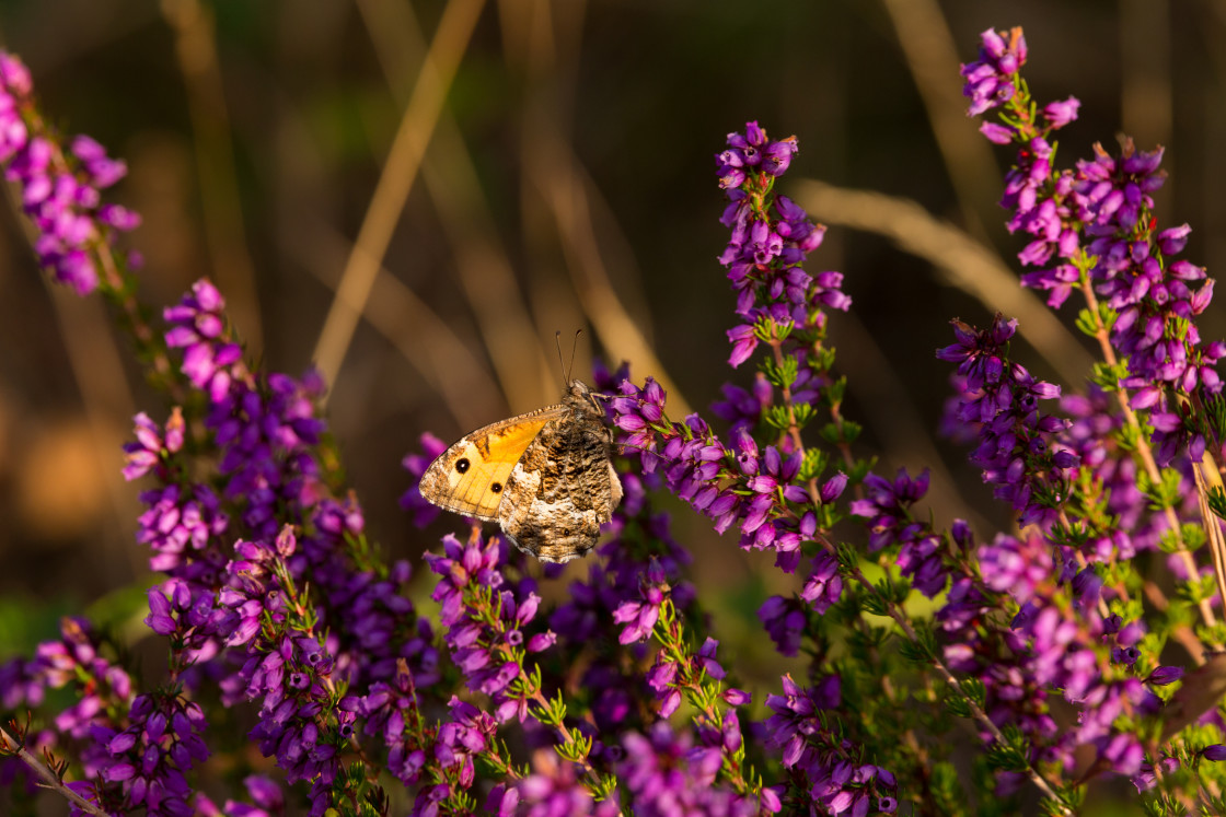 "Grayling Butterfly on Bell Heather" stock image