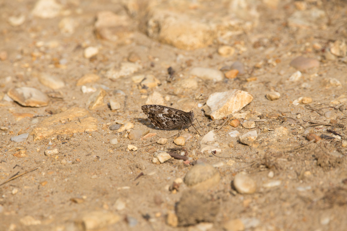 "Grayling Butterfly" by Gordon England - $12.70 "Grayling Butterfly" stock image