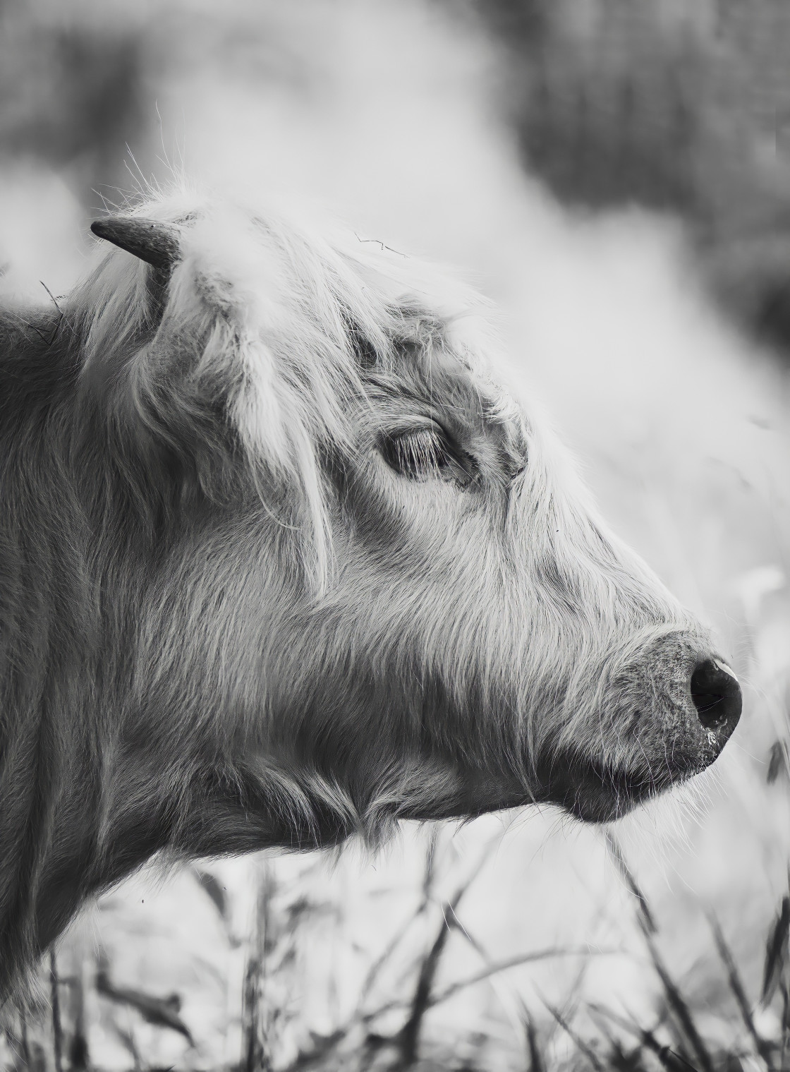 "Highland cow" stock image