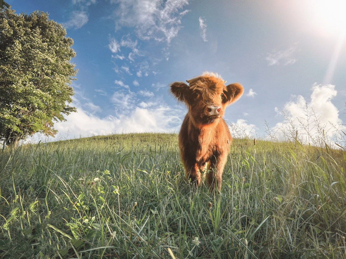 "Highland cow" stock image