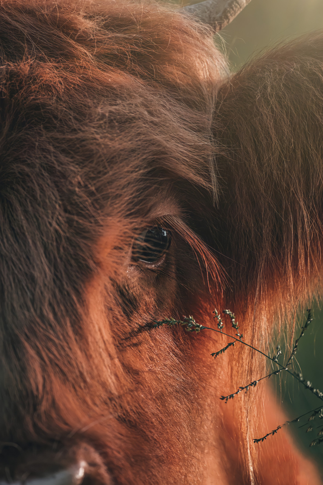 "Highland cow" stock image