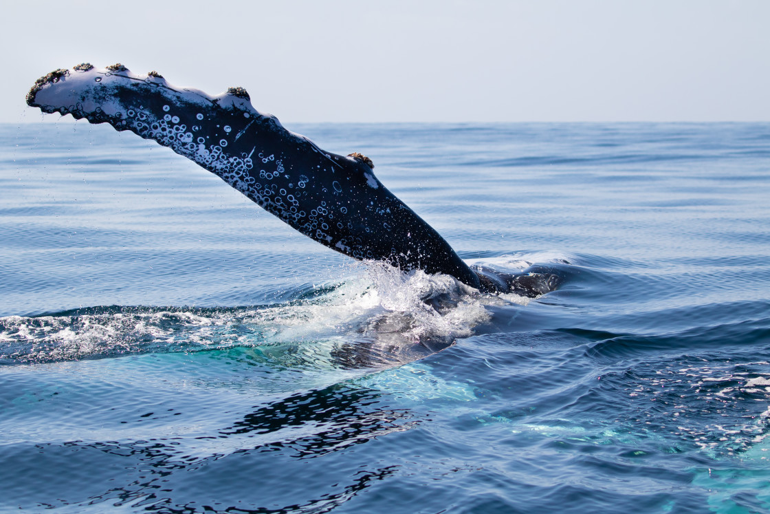 "Humpback Whale" stock image