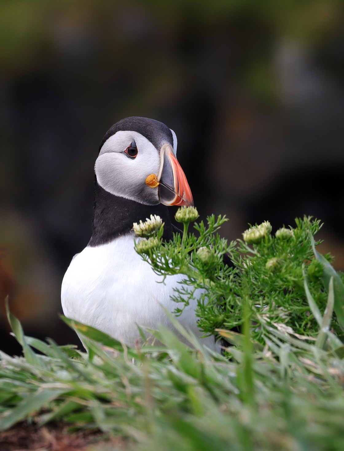 "Summer Puffin" stock image