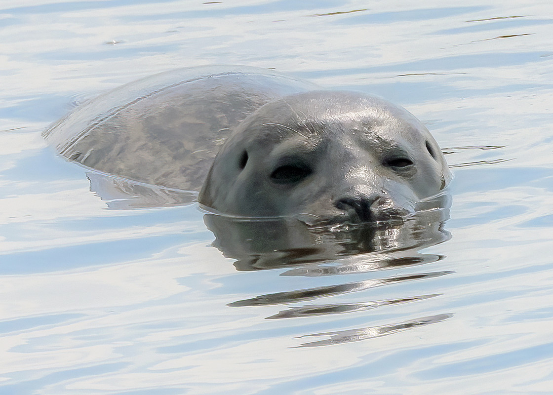 "The Curious Seal" stock image