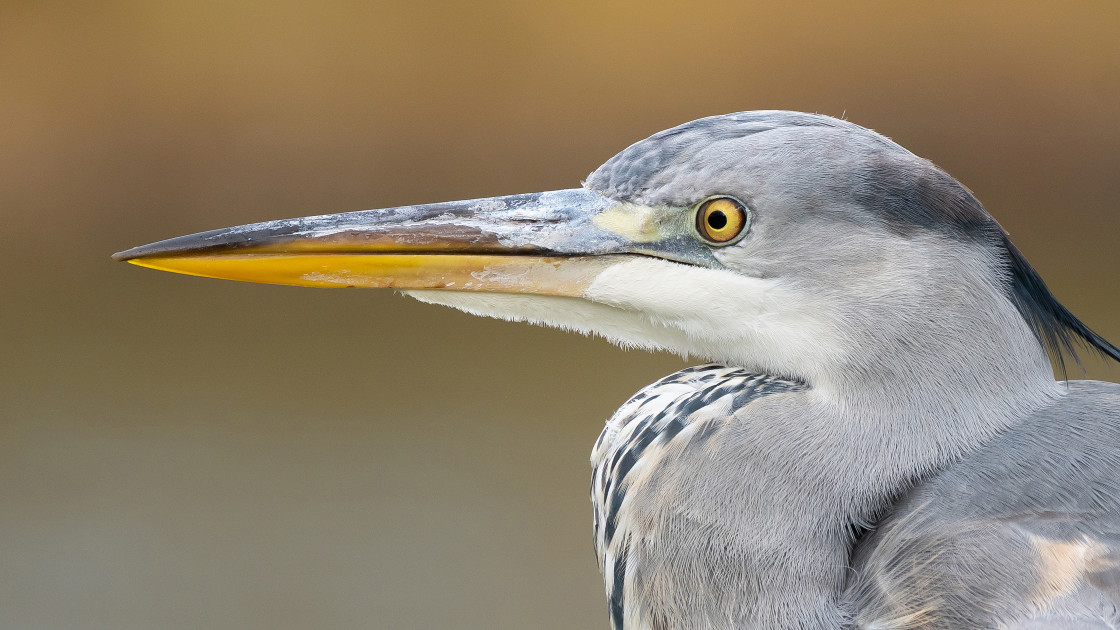 "Grey Heron Portrait" stock image