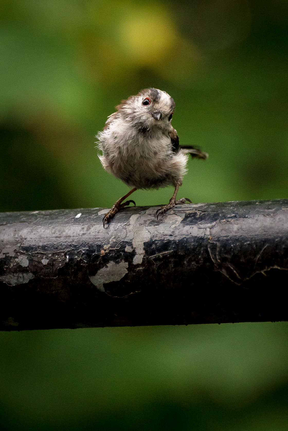 "Long Tailed Tit on Railing" stock image