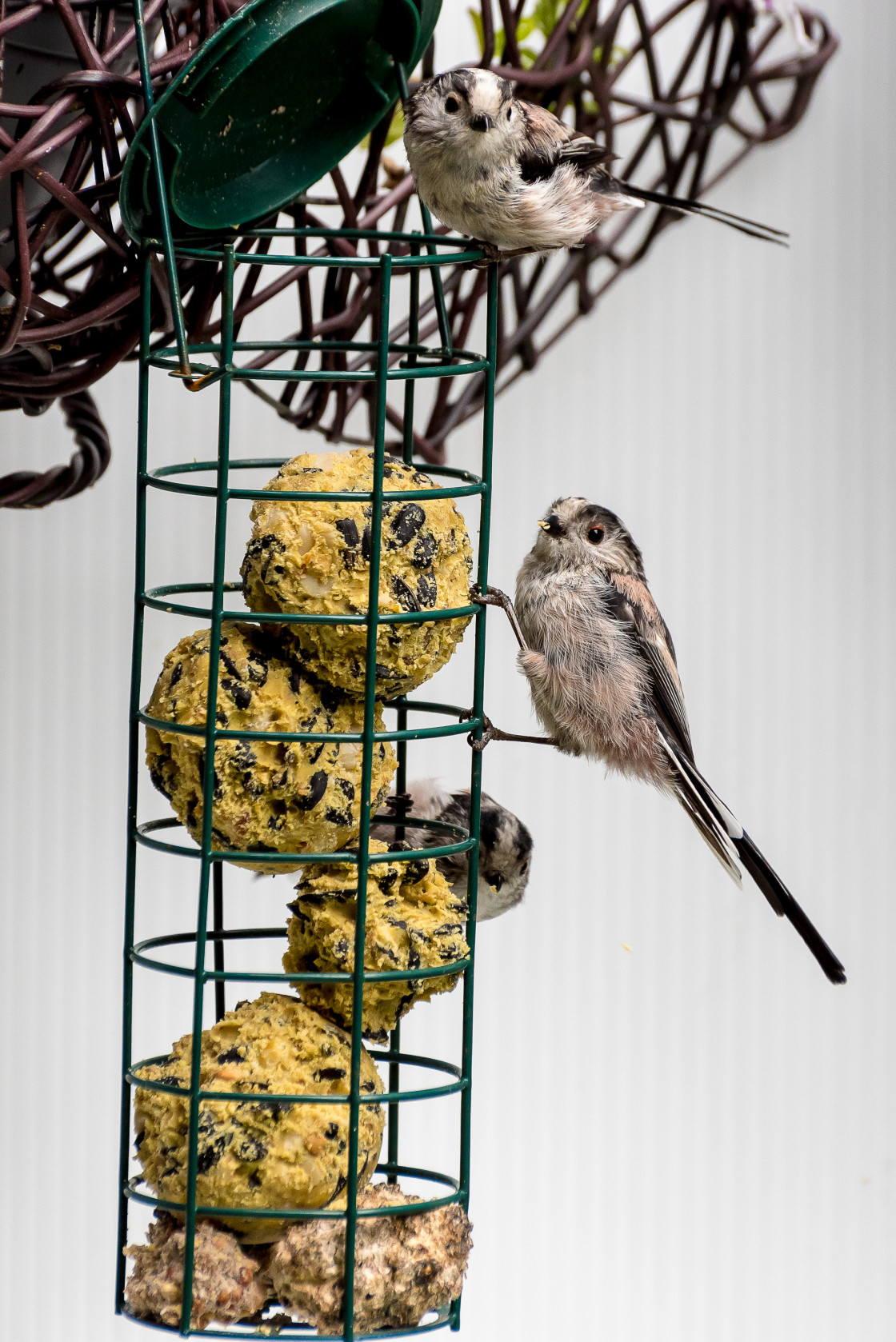 "Long Tailed Tits feeding 1" stock image