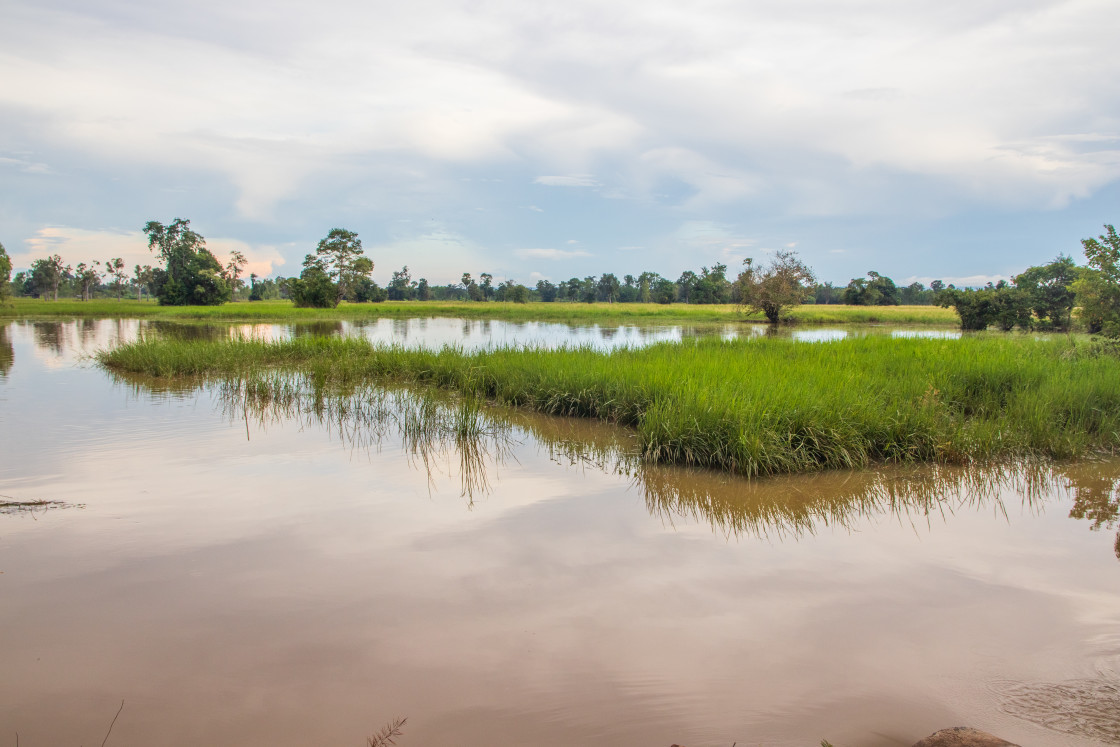 "a beautiful landscape with rice fields and trees somewhere in Isaan in the east of Thailand Asia" stock image