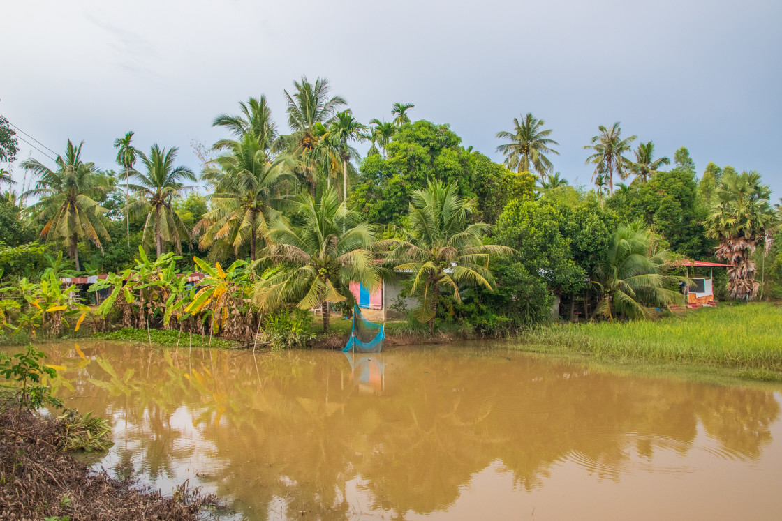 "a beautiful landscape with rice fields and trees somewhere in Isaan in the east of Thailand Asia" stock image