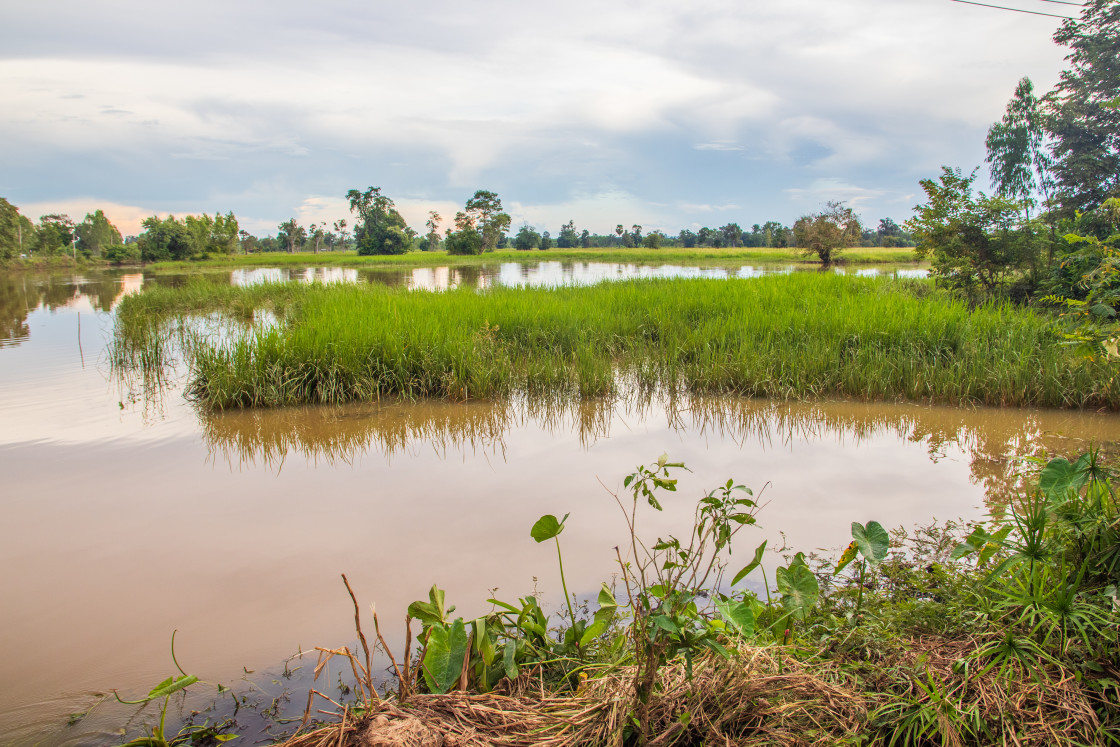 "a beautiful landscape with rice fields and trees somewhere in Isaan in the east of Thailand Asia" stock image