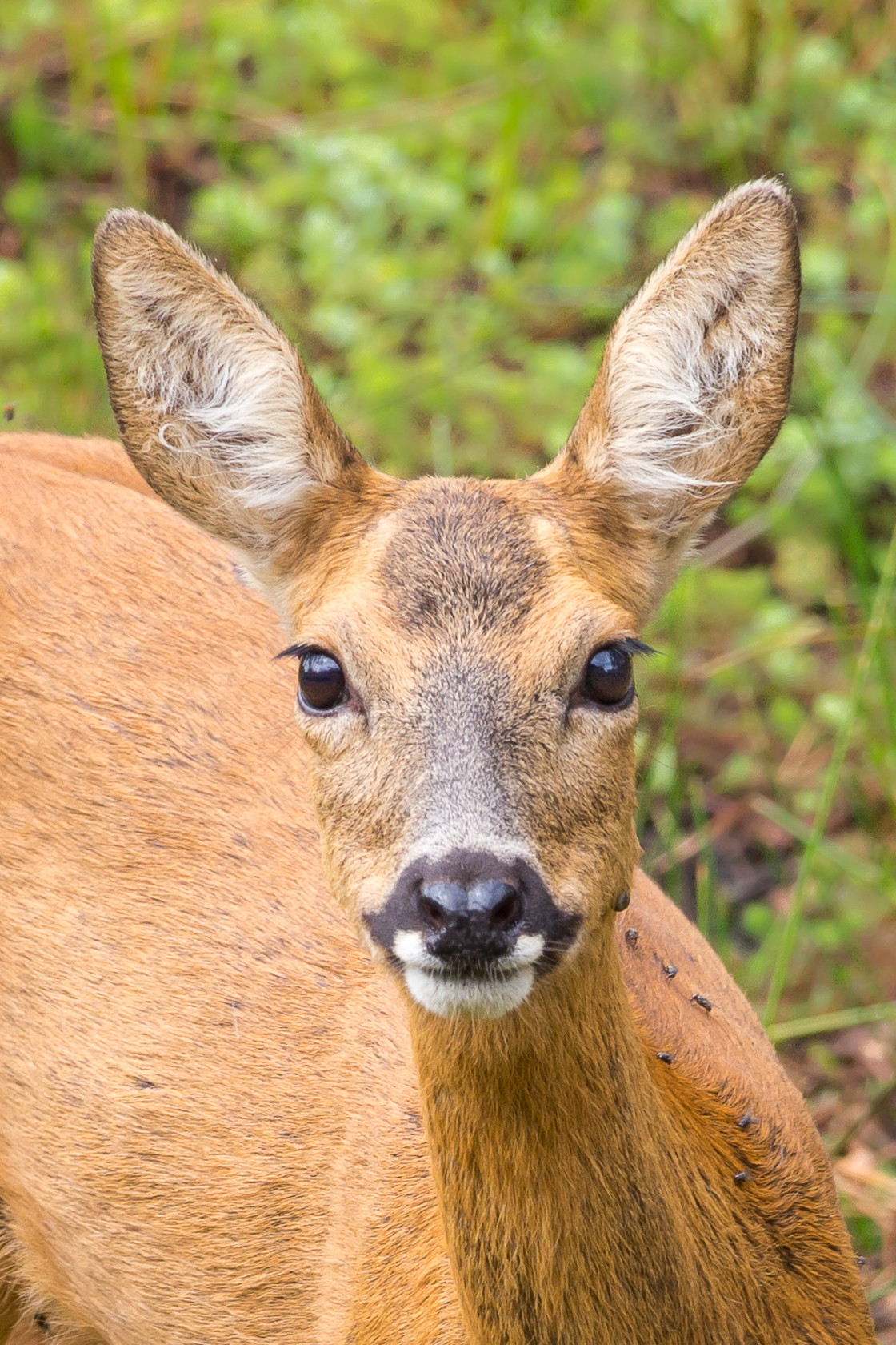 "Roe Deer Doe" by Gordon England - $12.56 "Roe Deer Doe" stock image