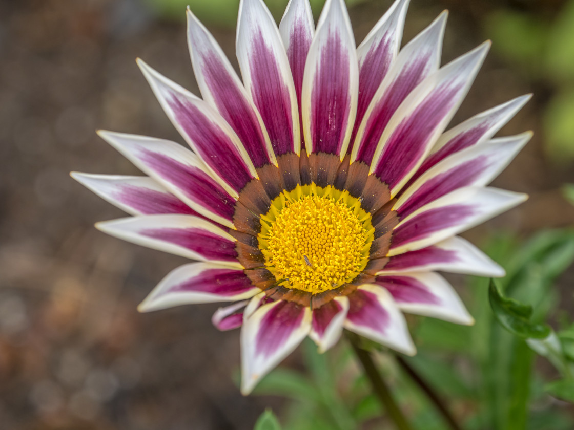 "Blooming Lovely" stock image