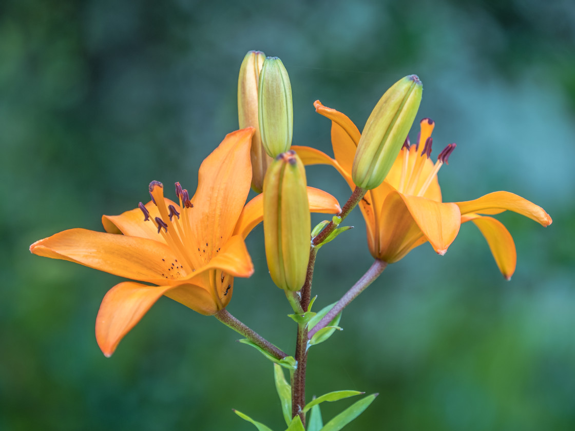 "Orange Lily" stock image