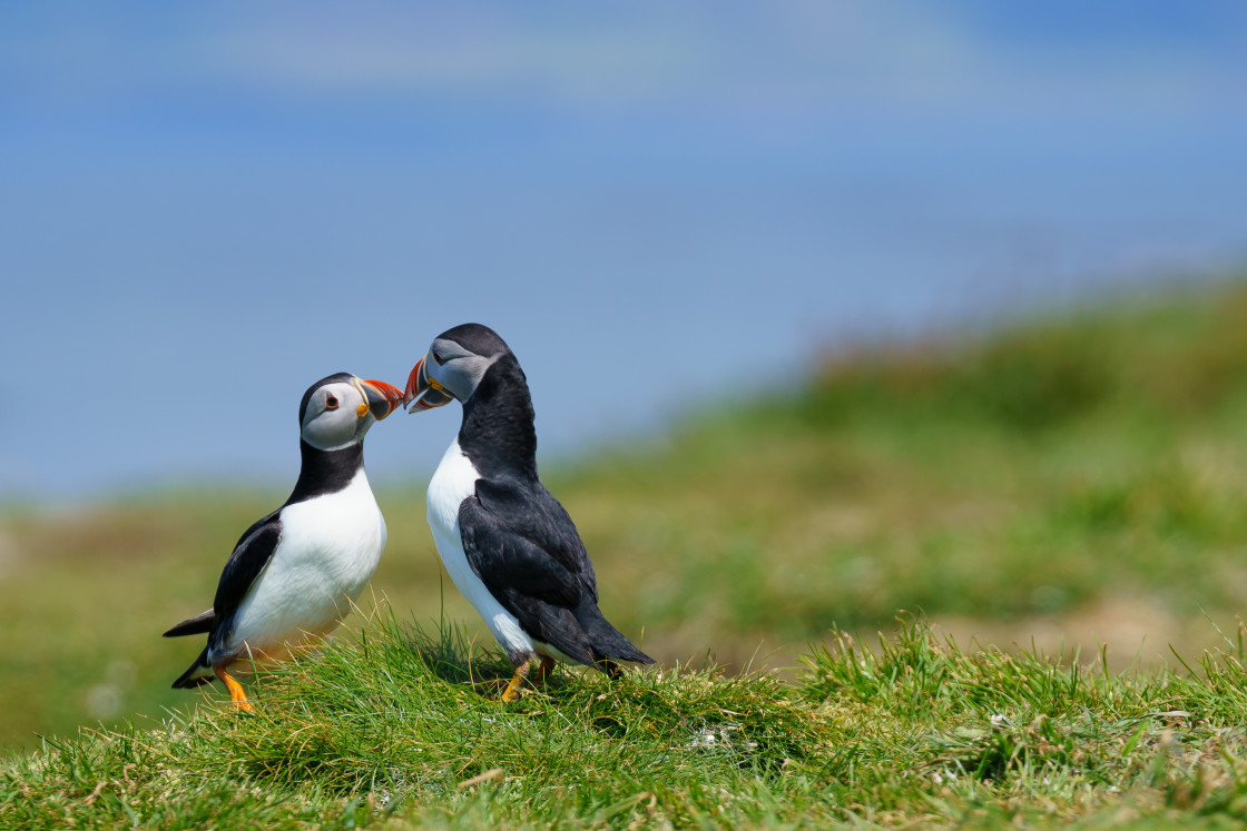 "Courting Puffins" stock image