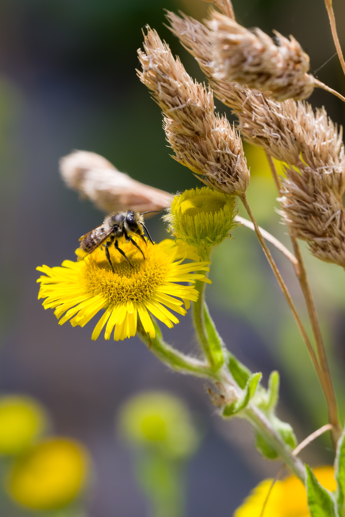 "Mason Bee on Fleabane" stock image