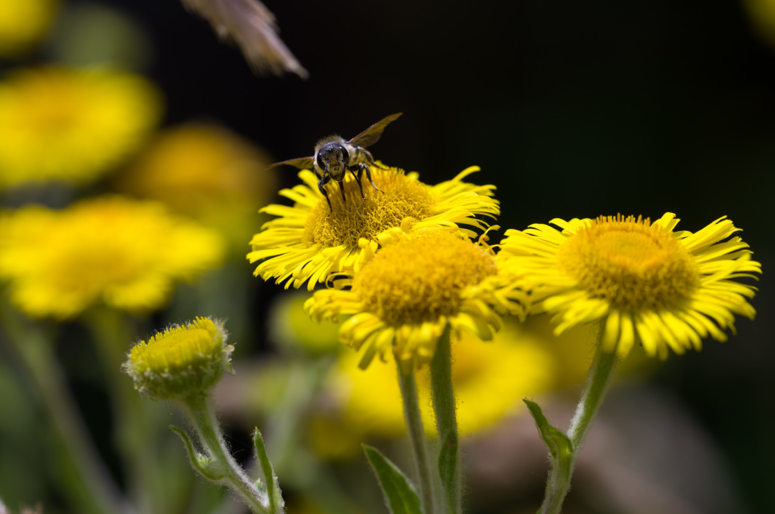 "Mason Bee on Fleabane" stock image