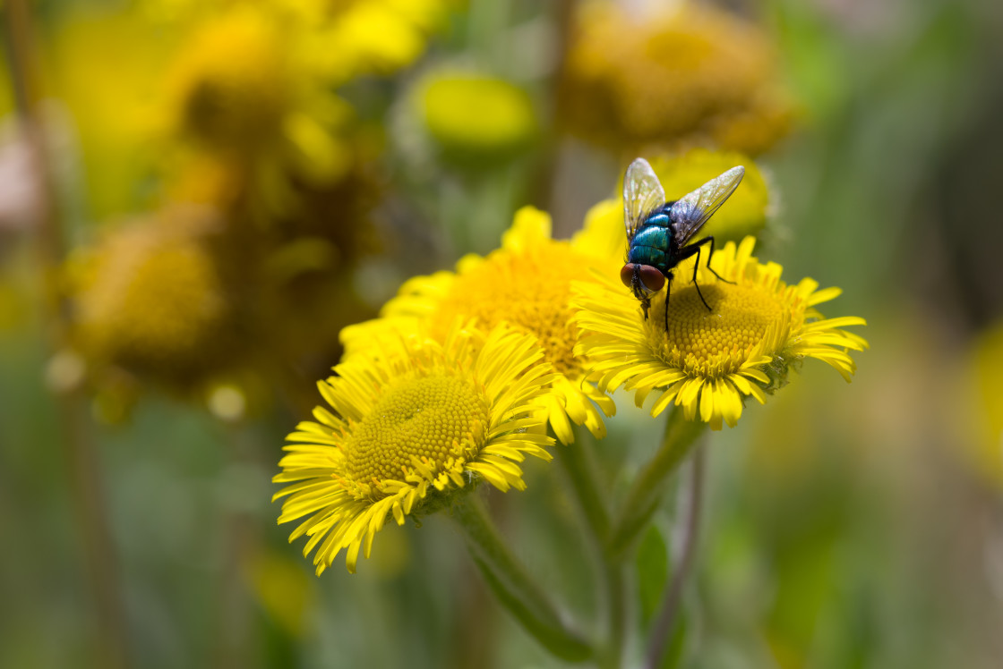 "Greenbottle Fly on Fleabane Flower" stock image