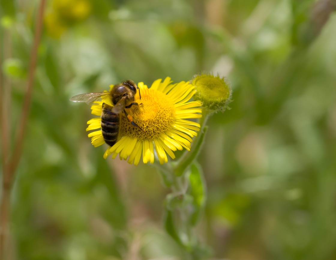 "Honey Bee on Fleabane" by Gordon England - $12.63 "Honey Bee on Fleabane" stock image