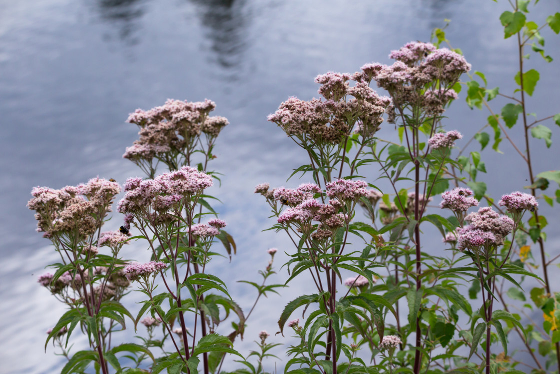 "Hemp Agrimony" stock image