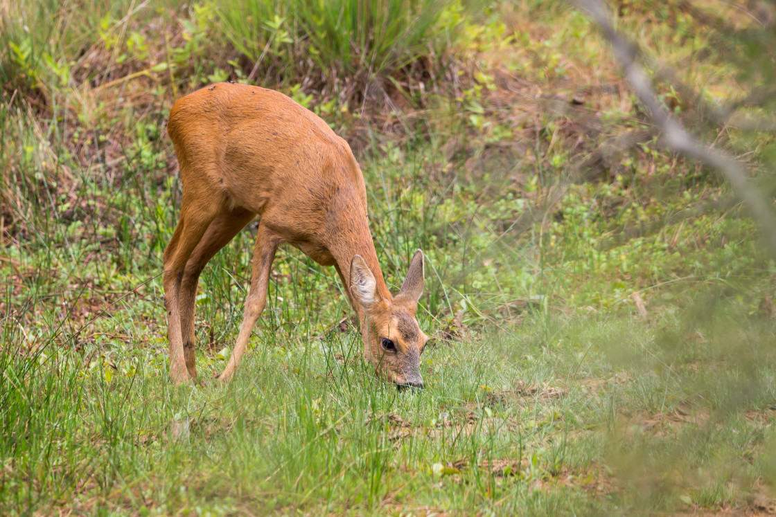 "Roe Deer Doe" stock image